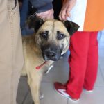 Invita Dirección de Ecología a ciudadanos a esterilizar a sus mascotas de forma gratuita 6 ecologia mascotas 7