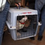 Prepara Dirección de Ecología esterilización de mascotas en Rancho Anapra 1 mascotas 1 1