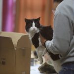 Prepara Dirección de Ecología esterilización de mascotas en Rancho Anapra 3 mascotas 5 1