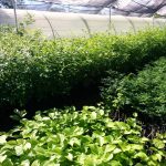 Sedue canjea envases de plástico PET por árboles de ornáto 3 vivero