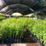 Sedue canjea envases de plástico PET por árboles de ornáto 2 vivero1