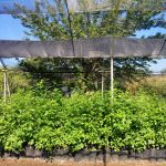 Sedue canjea envases de plástico PET por árboles de ornáto 4 vivero2