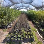 Sedue canjea envases de plástico PET por árboles de ornáto 1 vivero3