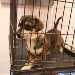 esterilizacion mascotas 2 1