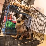 esterilizacion mascotas 3 1