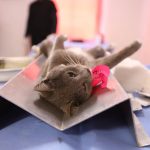 esterilizacion mascotas 4 1