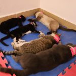 esterilizacion mascotas 5 1