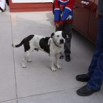 esterilizacion mascotas 8 1