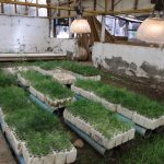 Invitan a participar en actividades de la Coordinación de Resiliencia 4 huertos urbanos 6 2