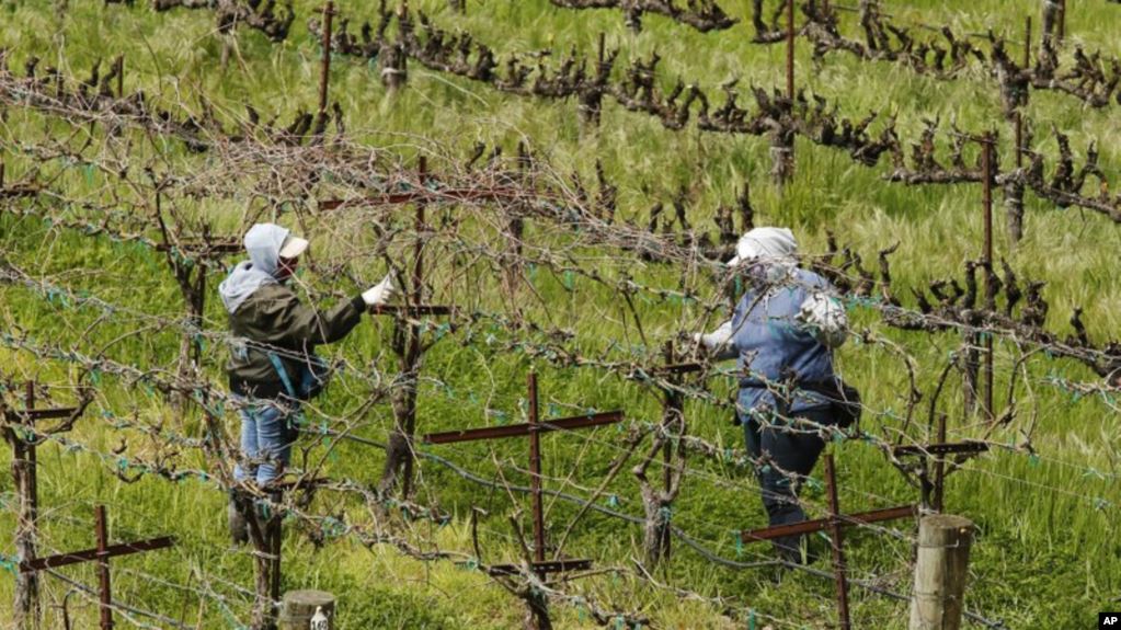 La pandemia evidencia la labor crucial de los jornaleros latinos en California 1 pandemia evidencia la labor crucial de los jornaleros latinos en California