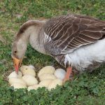Crece la fauna en el Parque Central Poniente con nuevas crías en aviario 1 IMG 4008