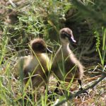 Crece la fauna en el Parque Central Poniente con nuevas crías en aviario 2 IMG 4356