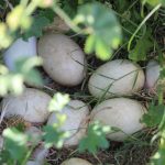 Crece la fauna en el Parque Central Poniente con nuevas crías en aviario 4 IMG 4361