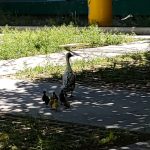 Crece la fauna en el Parque Central Poniente con nuevas crías en aviario 5 WhatsApp Image 2020 04 28 at 2.53.48 PM