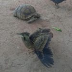 Crece la fauna en el Parque Central Poniente con nuevas crías en aviario 3 WhatsApp Image 2020 04 28 at 3.01.12 PM