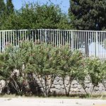 Se prevé este viernes temperatura en 36 grados Celsius 4 clima 2 14