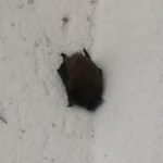 Rescatan Pelícano y Murciélago silvestres en peligro en Juárez 3 fauna silvestre 3