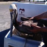 Rescatan Pelícano y Murciélago silvestres en peligro en Juárez 1 fauna silvestre 4
