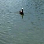 Pelícano rescatado se recupera favorablemente 1 pelicano 1