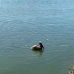 Pelícano rescatado se recupera favorablemente 3 pelicano 3