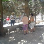 Entregan apoyos alimenticios en El Sauzal 4 ds apoyos 1 2