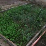 Tips para elaborar insecticidas naturales para las plantas 5 ecologia 1 1