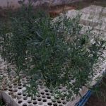 Tips para elaborar insecticidas naturales para las plantas 3 ecologia 2 1