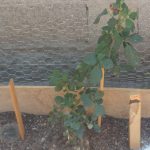 Tips para elaborar insecticidas naturales para las plantas 2 ecologia 4