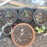 Tips para elaborar insecticidas naturales para las plantas 4 ecologia 5