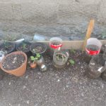 Tips para elaborar insecticidas naturales para las plantas 6 ecologia 6