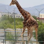 ASabren parque 5 e1592937476271