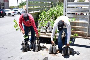 Anuncia Gobierno Municipal campaña de reforestación 4 1024x683