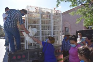 Beneficia Municipio de Nuevo Casas Grandes a cientos de familias con paquetes de gallineros familiares 5 Benefician a cientos con gallineros familiares 2 1024x683