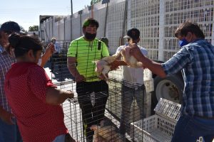 Beneficia Municipio de Nuevo Casas Grandes a cientos de familias con paquetes de gallineros familiares 2 Benefician a cientos con gallineros familiares 3 1024x683
