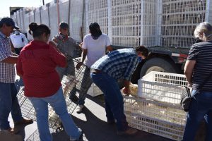 Beneficia Municipio de Nuevo Casas Grandes a cientos de familias con paquetes de gallineros familiares 1 Benefician a cientos con gallineros familiares 4 1024x683