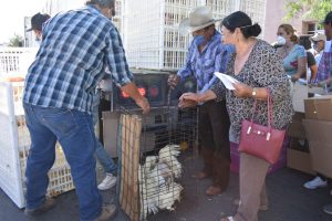 Beneficia Municipio de Nuevo Casas Grandes a cientos de familias con paquetes de gallineros familiares 4 Benefician a cientos con gallineros familiares 6 1024x683