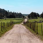 Plantarán 130 mil árboles para reforestar la Sierra Tarahumara 3 IMG 0012