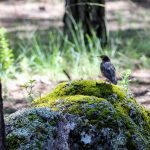 Plantarán 130 mil árboles para reforestar la Sierra Tarahumara 2 IMG 6861