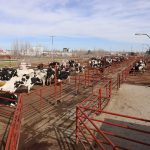 Realizó Rastro Municipal más de 2 mil 800 sacrificios de animales 1 Industrializadora agropecuaria 1