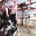 Realizó Rastro Municipal más de 2 mil 800 sacrificios de animales 3 Industrializadora agropecuaria 4