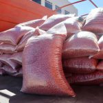 Semilla de Frijol Cuauhtemoc