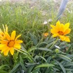 Siguen trabajos de reforestación en el Parque Central Poniente 2 WhatsApp Image 2020 06 10 at 2.05.55 PM