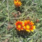 Siguen trabajos de reforestación en el Parque Central Poniente 3 WhatsApp Image 2020 06 10 at 2.05.57 PM 1