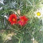 Siguen trabajos de reforestación en el Parque Central Poniente 4 WhatsApp Image 2020 06 10 at 2.05.57 PM 2