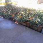 Siguen trabajos de reforestación en el Parque Central Poniente 5 WhatsApp Image 2020 06 10 at 2.06.41 PM