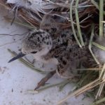 WhatsApp Image 2020 06 17 at 11.45.03 AM 1