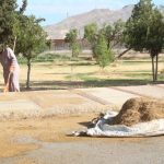 reforestacion chamizal 1