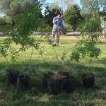 reforestacion chamizal 2