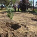 reforestacion chamizal 4