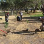 reforestacion chamizal 8